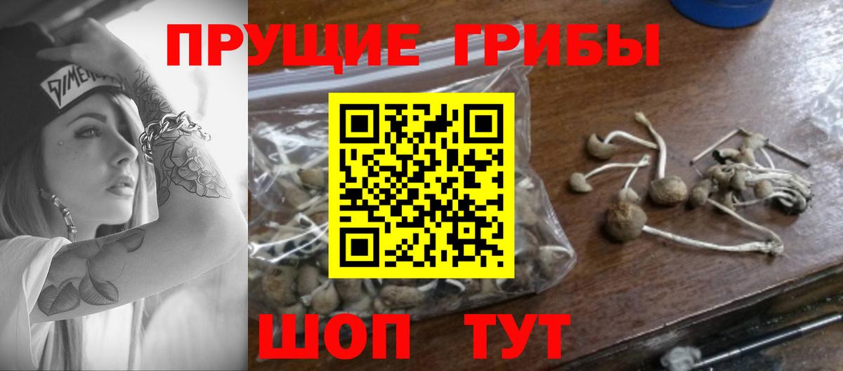 Сегежа  Галлюциногенные грибы Cubensis  Вход с VPN 