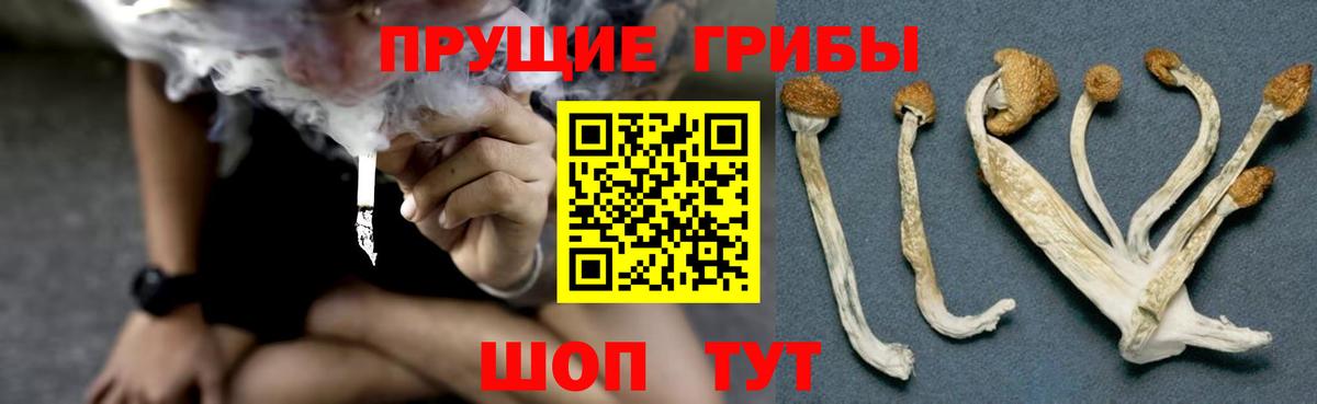 Псилоцибиновые грибы Psilocybine cubensis Сегежа